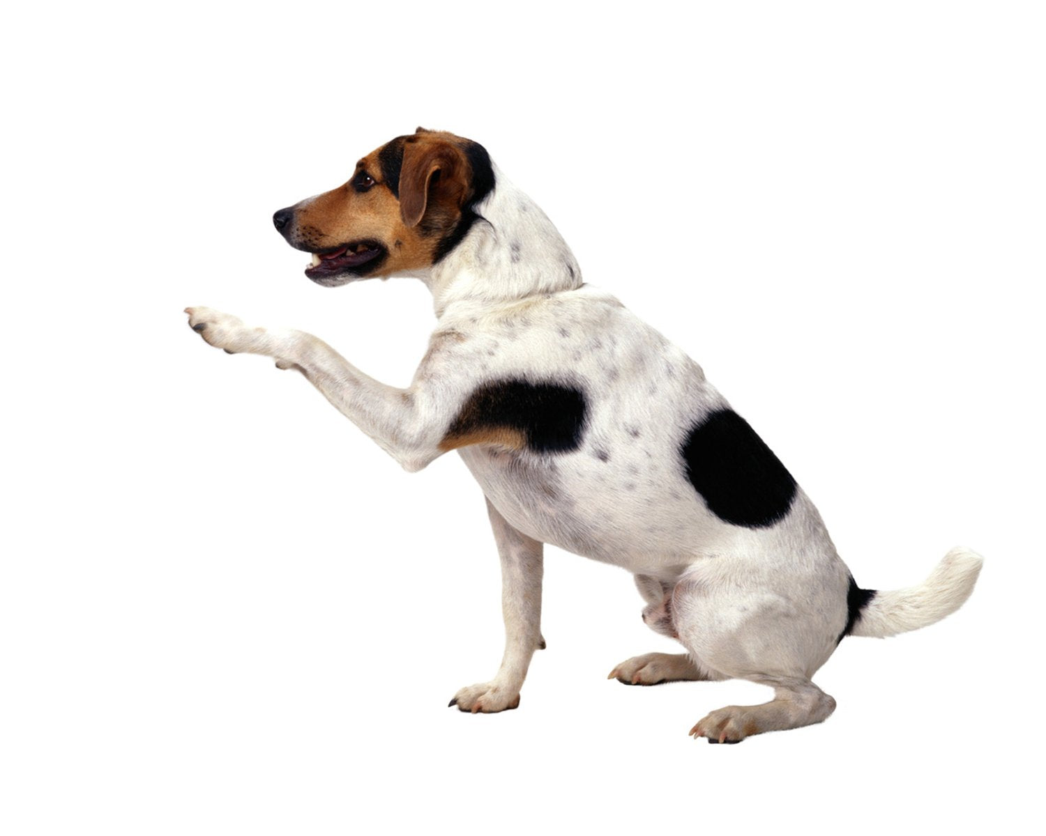 Dogs