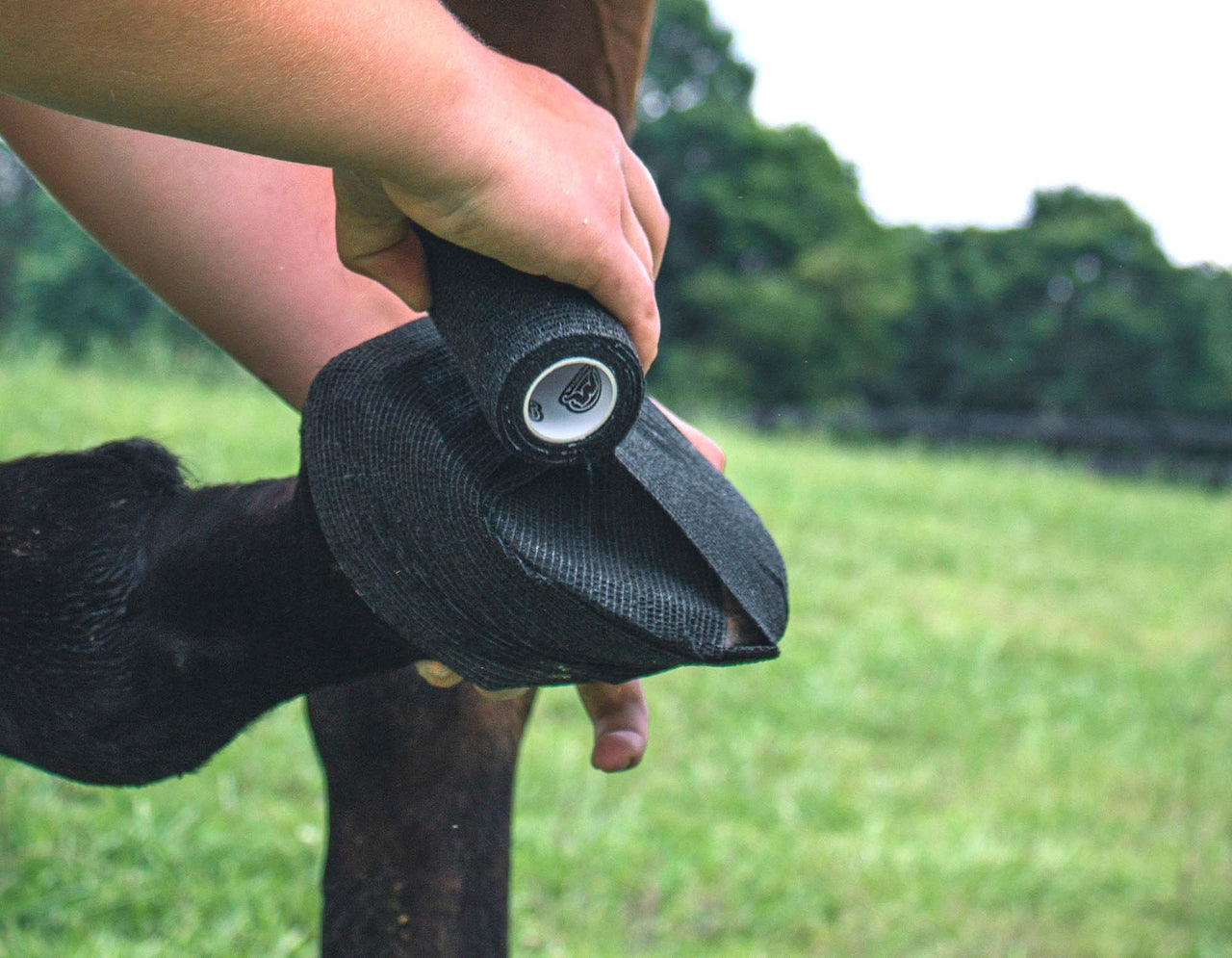 Wrapping a horse hoof with WildCow Vet Wrap