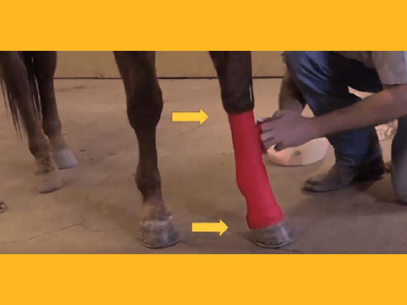 Wrapping a Horse Leg with Vet Wrap