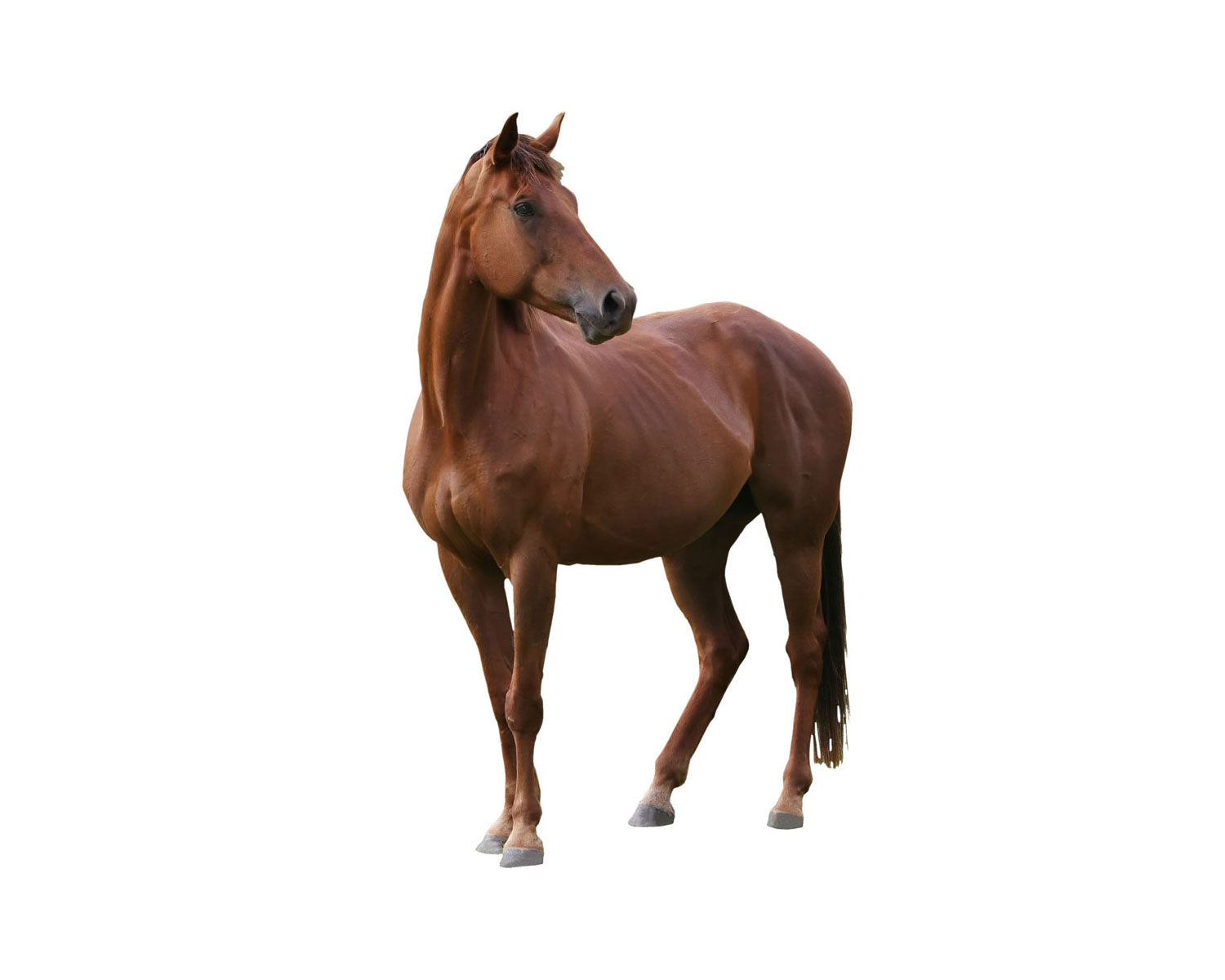 Horses