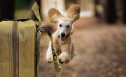 Excited Little Dog Running Toward WildCow Emergency First Aid Pet Kit